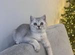 Scottish straight boy - Scottish Fold Cat For Sale - Shakopee&comma; MN&comma; US