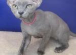 Layla - Devon Rex Cat For Sale - Brooklyn&comma; NY&comma; US
