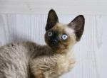 Max - Devon Rex Cat For Sale - Brooklyn&comma; NY&comma; US