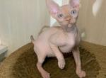 Theo - Sphynx Cat For Sale - Brooklyn&comma; NY&comma; US