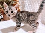 Theo - Bengal Cat For Sale - Battle Ground&comma; WA&comma; US