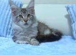 Antonio - Maine Coon Cat For Sale - New York&comma; NY&comma; US
