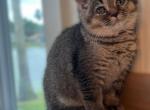 Luna - British Shorthair Cat For Sale - Jacksonville&comma; FL&comma; US