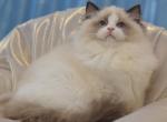 Graf - Ragdoll Cat For Sale - Miami&comma; FL&comma; US