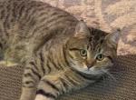 Riki - Scottish Straight Cat For Adoption - Philadelphia&comma; PA&comma; US