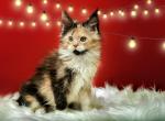 Diana - Maine Coon Cat For Sale - Miami&comma; FL&comma; US