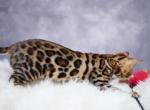 Chanels  litter - Bengal Cat For Sale - Arvada&comma; CO&comma; US