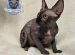 SOLD Sphynx Girl Ginet - Sphynx Cat For Sale - Lockport&comma; IL&comma; US