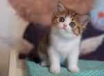 Vesta - Scottish Straight Cat For Sale - Miami&comma; FL&comma; US