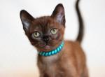 Quantum - Burmese Cat For Sale - Miami&comma; FL&comma; US
