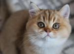 Puma - Scottish Straight Cat For Sale - Levittown&comma; PA&comma; US