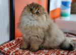 Pandora - Scottish Fold Cat For Sale - Levittown&comma; PA&comma; US