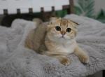 Wanita - Scottish Fold Cat For Sale - Levittown&comma; PA&comma; US