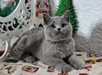 Amigo - British Shorthair Cat For Sale - Hollywood&comma; FL&comma; US