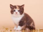 Diana - British Shorthair Cat For Sale - Grayslake&comma; IL&comma; US