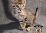 F4 SBT Savannah Male Meowth - Savannah Cat For Sale - Warren&comma; PA&comma; US