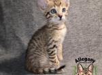 F4 SBT Savannah Male Pikachu - Savannah Cat For Sale - Warren&comma; PA&comma; US