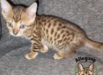 F4 SBT Savannah Female Jessie - Savannah Cat For Sale - Warren&comma; PA&comma; US