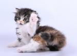 Bianca - Scottish Straight Cat For Sale - Miami&comma; FL&comma; US