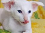 Grig - Oriental Cat For Sale - Pembroke Pines&comma; FL&comma; US