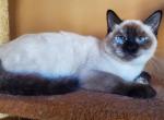 Balinese Dream - Balinese Cat For Sale - Brooklyn&comma; NY&comma; US