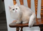 Shantaren Shakh Amir ay11 - British Shorthair Cat For Sale - CA&comma; US
