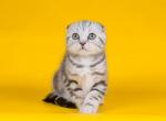 Meyson - Scottish Fold Cat For Sale - Hollywood&comma; FL&comma; US