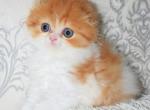Ymka - Scottish Fold Cat For Sale - Hollywood&comma; FL&comma; US