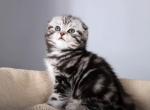 Tiffany - Scottish Fold Cat For Sale - Hollywood&comma; FL&comma; US