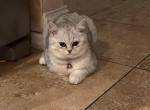 Snow - British Shorthair Cat For Sale - Dallas&comma; TX&comma; US