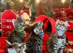 Stellas Boy  Celebrity - Bengal Cat For Sale - AR&comma; US