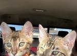 Exceptional Bengal Kittens - Bengal Cat For Sale - AR&comma; US
