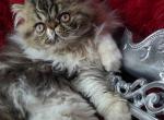 Titan - Exotic Cat For Sale - Lemont&comma; IL&comma; US