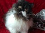 Tomb&eacute; - Persian Cat For Sale - Lemont&comma; IL&comma; US