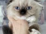 Seal point bicolor LH boy - Scottish Fold Cat For Sale - Sun City Center&comma; FL&comma; US