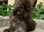 Coby - Maine Coon Cat For Sale - Hollywood&comma; FL&comma; US