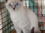 Lynxpoint girl - Colorpoint Shorthair Cat For Sale - Walterboro&comma; SC&comma; US