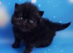 Vuglik - Persian Cat For Sale - Pembroke Pines&comma; FL&comma; US