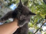 Luna - Maine Coon Cat For Sale - Hollywood&comma; FL&comma; US