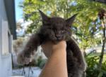 Sid - Maine Coon Cat For Sale - Hollywood&comma; FL&comma; US