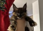 Martha - Maine Coon Cat For Sale - Hollywood&comma; FL&comma; US