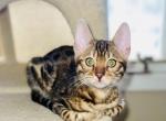 ADOBO Xmas Special - Bengal Cat For Sale - Brooklyn Park&comma; MN&comma; US