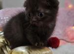 Fendi - Scottish Fold Cat For Sale - Grand Rapids&comma; MI&comma; US