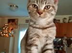 British Shorthair kittens - British Shorthair Cat For Sale - Copperas Cove&comma; TX&comma; US