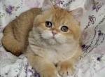 Martin - British Shorthair Cat For Sale - Los Angeles&comma; CA&comma; US