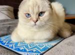 Gabby - Scottish Fold Cat For Sale - Los Angeles&comma; CA&comma; US