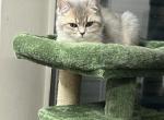 Ollie Milo Mao - British Shorthair Cat For Sale - Englewood&comma; CO&comma; US