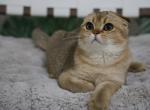 Waffle - Scottish Fold Cat For Sale - Levittown&comma; PA&comma; US