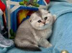 Lolli seal cub silver chinchilla scottish fold - Scottish Fold Cat For Sale - CA&comma; US