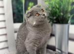 Monica 1 - Scottish Fold Cat For Sale - Chicago&comma; IL&comma; US